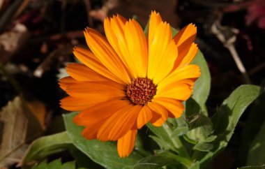 Calendula officinalis çiçeği, Asteraceae ailesine ait uzun ömürlü bir bitkidir..