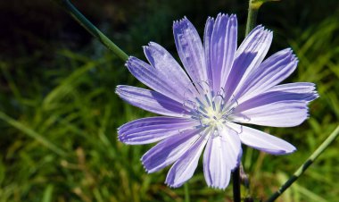 Cichorium intybus, Asteraceae familyasına ait uzun ömürlü bir bitki türü.