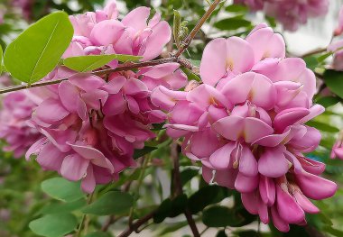 Çiçekler Robinia sahte akasya Yazın başında çiçek açar