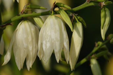 Yucca filamentata, Asparagus familyasından Yucca cinsi ağaçsı bir bitki türü olan her daim yeşil, tekdüze ve neredeyse gövdesiz bir bitkidir..