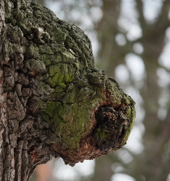 Albero Cui Applicando Fantasia Indovina Volto Cinghiale — Foto Stock