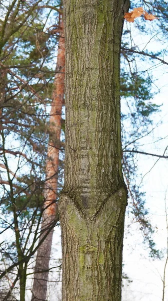 Drzewo Wielkim Ludzkim Okiem Patrzące Prosto Ciebie — Zdjęcie stockowe