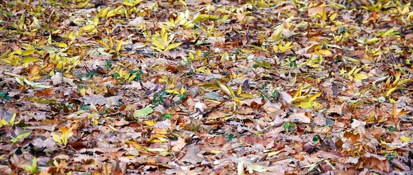 Achtergrond Van Gele Herfstbladeren — Stockfoto