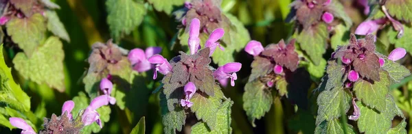 Flores Cordero Purpurea Principios Primavera — Foto de Stock