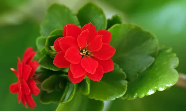 Kalanchoe Blossfeld Trvalá Bylinná Šťavnatá Kvetoucí Rostlina Čeledi Crassulaceae — Stock fotografie
