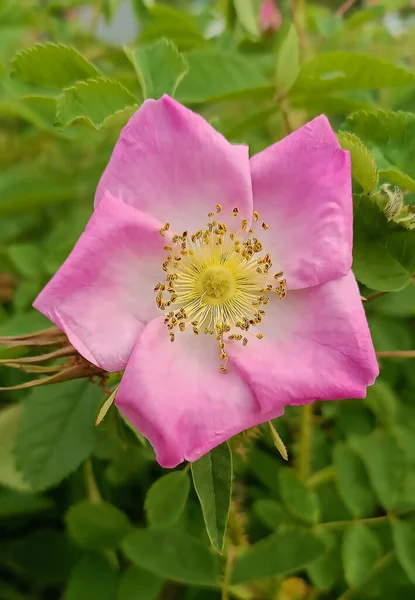 Rosehip Pes Květina Nebo Rose Pes Nebo Rosa Canina Keř — Stock fotografie