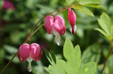 Merkezin çiçekleri güzel, kalp güzel, Kuzey Amerika 'nın merkezi, merkez muhteşem.,