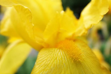 İris farklı renkler ve gölgelerle büyük çiçekler açar.