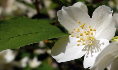 Çiçekler Jasmine White bir çalıdır, Olive ailesi.