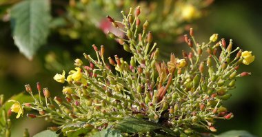 Çimenli farklı bitkiler çeşitli paletler yaratıyor.