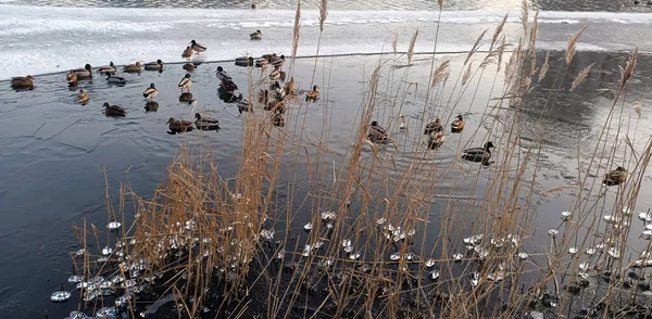 Πάπιες Στον Πάγο Χειμώνα Ετοιμάζονται Πετάξουν Θερμότερα Κλίματα Kyiv Ukraine — Φωτογραφία Αρχείου