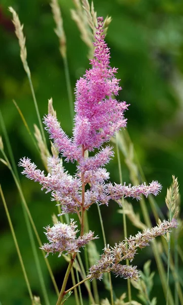 Flowers Astilba Sinensis False Spiraea Herbaceous Plant — Foto Stock