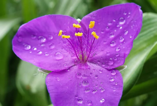 Kwiaty Tradescantia Virginiana Zbliżenie Bardzo Delikatne Piękne — Zdjęcie stockowe