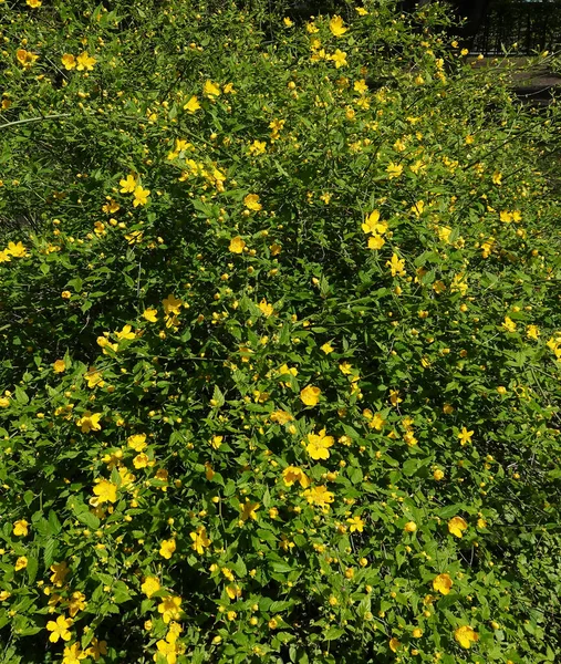 Johanniskraut Blüht Frühling Mit Gelben Blüten — Stockfoto