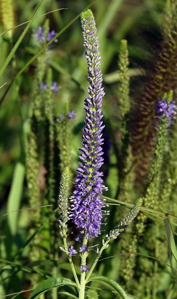 Flowers Veronica Spiky Perennial Herbaceous Plant Species Genus Veronica Plantain — Zdjęcie stockowe