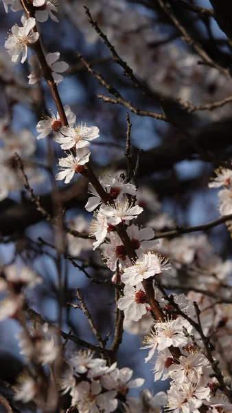 Spring Flowers Fruit Trees Bloom Buds — Stock Photo, Image