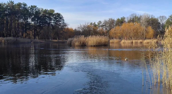 A man swims in the winter in a lake among ice and ducks