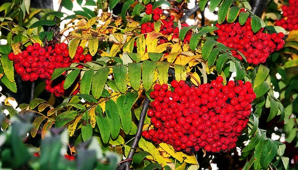 Many Berries Rowan Tree Branches — Stock Photo, Image
