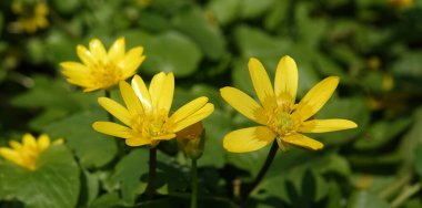 Bahar çiçekleri İlkbaharın başlarında Chistyak