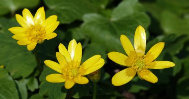 Bahar çiçekleri İlkbaharın başlarında Chistyak