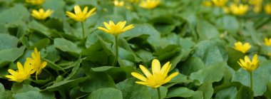 Bahar çiçekleri İlkbaharın başlarında Chistyak