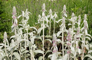 Tüylü yapraklı bitki Stachis Woolly Koyun kulaklı Chistets Byzantine