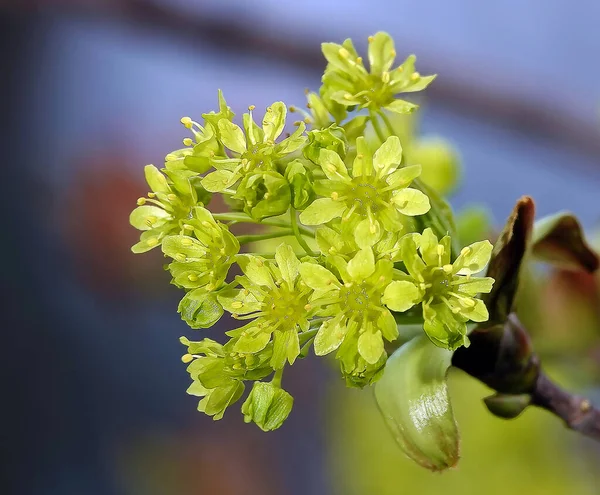Drzewo Norwegia Klon Wiosna Kwitnienie Nadal Zielone Nasiona — Zdjęcie stockowe