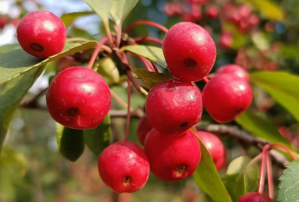 Wiele Czerwonych Dojrzałych Ranetki Gałęziach Drzewa Rajskie Jabłka — Zdjęcie stockowe