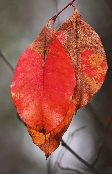 Sad autumn leaf in the forest