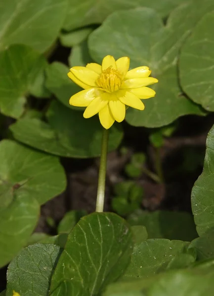 Vårblommor Chistyak Rjan Ren — Stockfoto