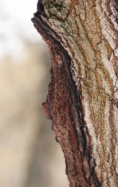 Albero Cui Con Aiuto Dell Immaginazione Indovina Grande Volto Umano — Foto Stock