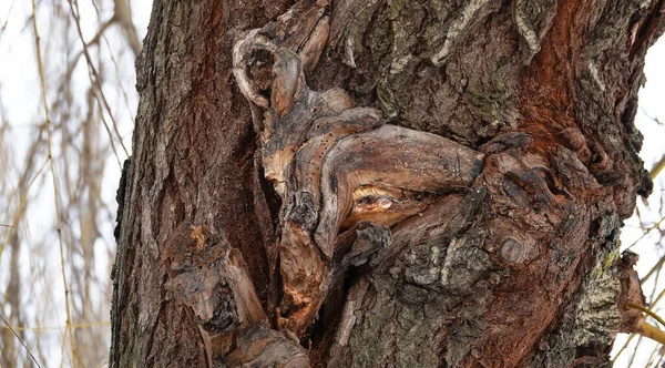 Drzewo Którym Używając Fantazji Zgaduje Się Twarz Zwierzęcia — Zdjęcie stockowe