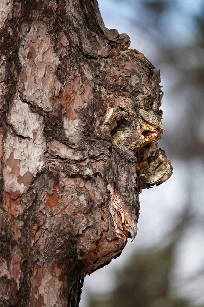 Albero Cui Con Aiuto Della Fantasia Indovina Volto Uomo Volto — Foto Stock