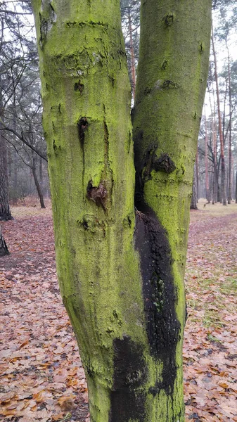 Alberi Dalle Forme Bizzarre Nella Foresta Autunnale — Foto Stock