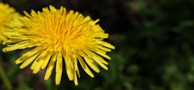 Wildflowers Dandelions growing in the field