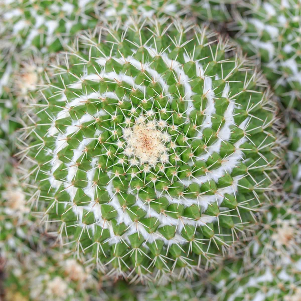 Cactus flower — Stock Photo, Image