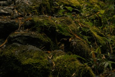 Hana, Maui, Hawaii yolundaki bambu ormanından panoramik manzara