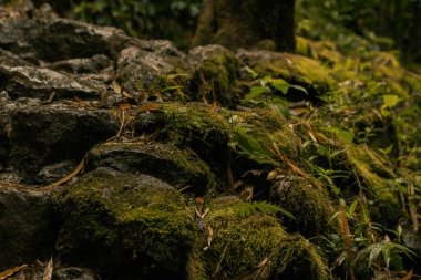 Hana, Maui, Hawaii yolundaki bambu ormanından panoramik manzara