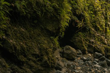 Hana, Maui, Hawaii yolundaki bambu ormanından panoramik manzara