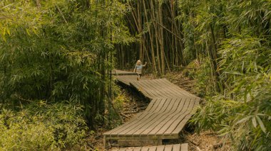 Hana, Maui, Hawaii yolundaki bambu ormanından panoramik manzara