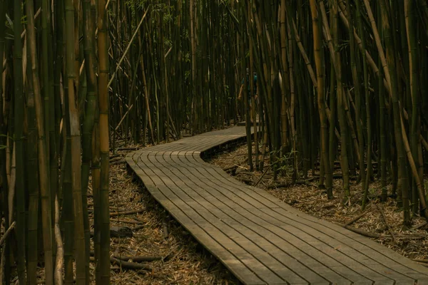 Hana, Maui, Hawaii yolundaki bambu ormanından panoramik manzara — Stok fotoğraf