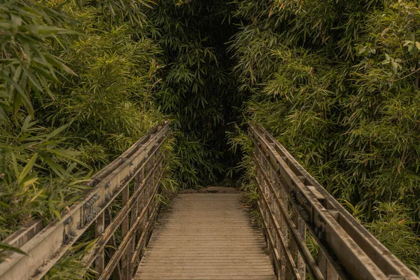 Panoramic scene from bamboo forest in road to hana, Maui, Hawai — Stockfoto