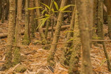 Hana, Maui, Hawaii yolundaki bambu ormanından panoramik manzara