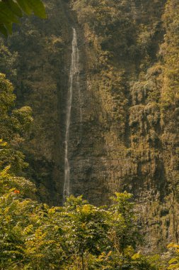 Hana, Maui, Hawaii yolundaki bambu ormanlarındaki şelalelerden panoramik manzara