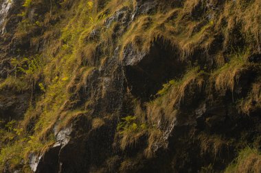 Hana, Maui, Hawaii yolundaki bambu ormanlarındaki şelalelerden panoramik manzara