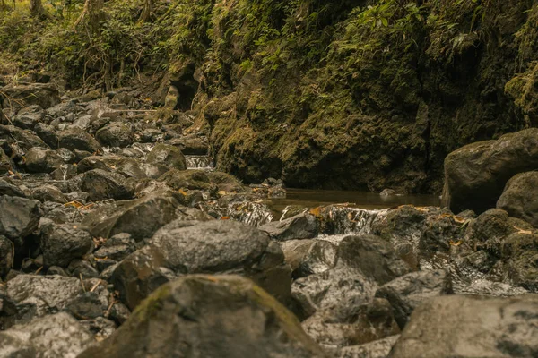 Panoramic scene from bamboo forest in road to hana, Maui, Hawai — Stockfoto