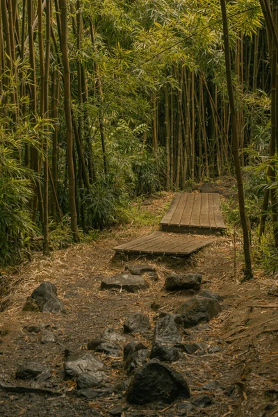 Scena panoramiczna z lasu bambusowego na drodze do Hany, Maui, Hawaje — Zdjęcie stockowe