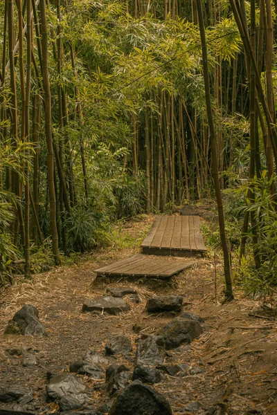 Hana, Maui, Hawaii yolundaki bambu ormanından panoramik manzara