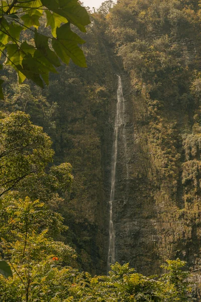 道路の竹の森の滝からのパノラマのシーンは、花、マウイ、ハワイ — ストック写真