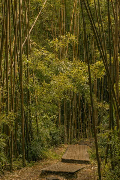 Escena panorámica del bosque de bambú en camino a Hana, Maui, Hawai —  Fotos de Stock